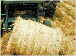 Wheat Straw