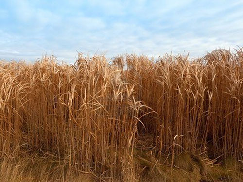 elephant grass